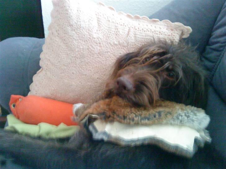 Ruhåret hønsehund Tristan - Hygger lidt med kaninskindet .. billede 8