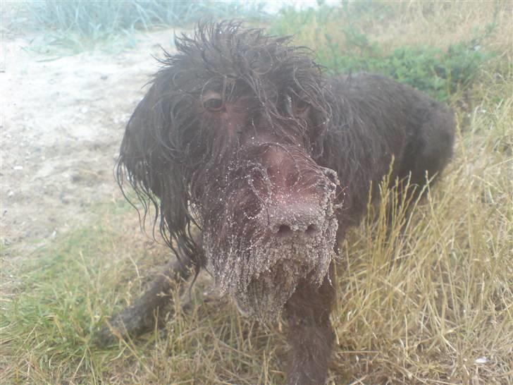 Ruhåret hønsehund Tristan - Ser jeg ikk lidt våd ud ? billede 9