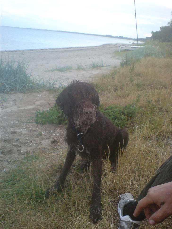 Ruhåret hønsehund Tristan - Tristan på stranden ..  billede 10