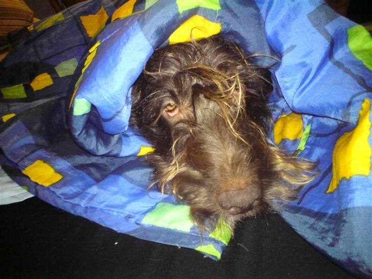 Ruhåret hønsehund Tristan billede 11