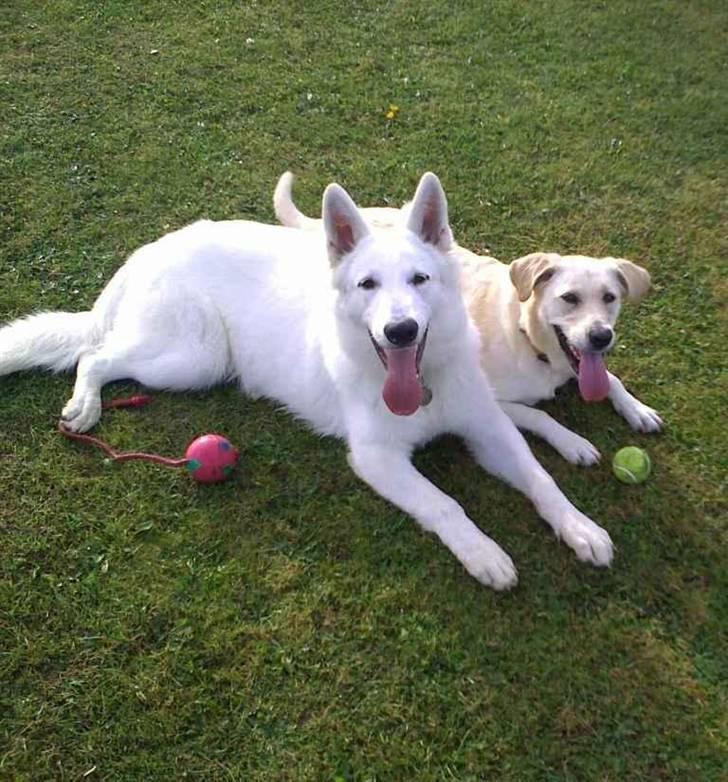 Hvid schæfer Iakin-Boaz billede 9