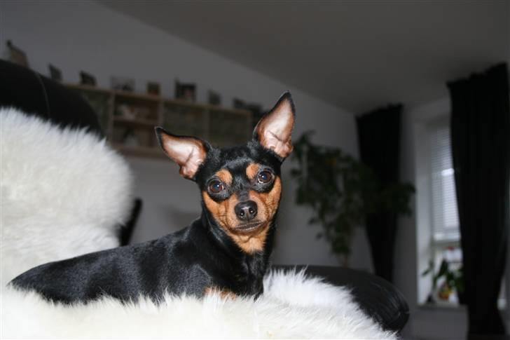 Dvaergpinscher Måns billede 11