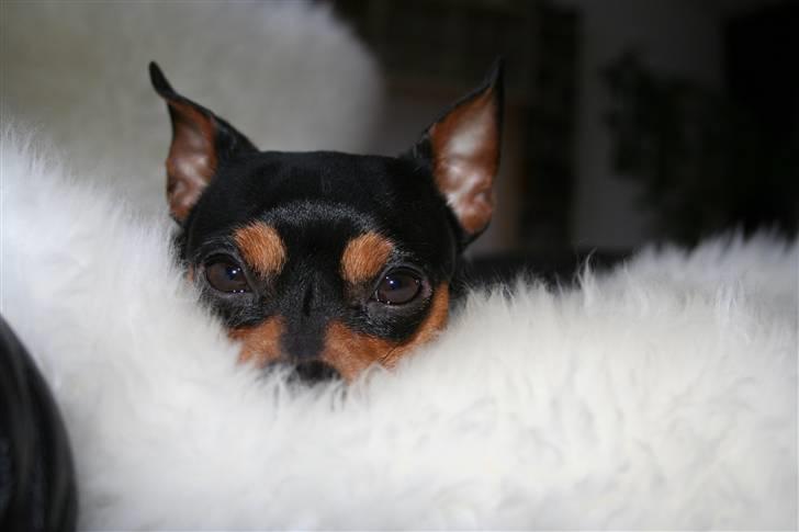 Dvaergpinscher Måns billede 12