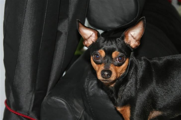 Dvaergpinscher Måns billede 13