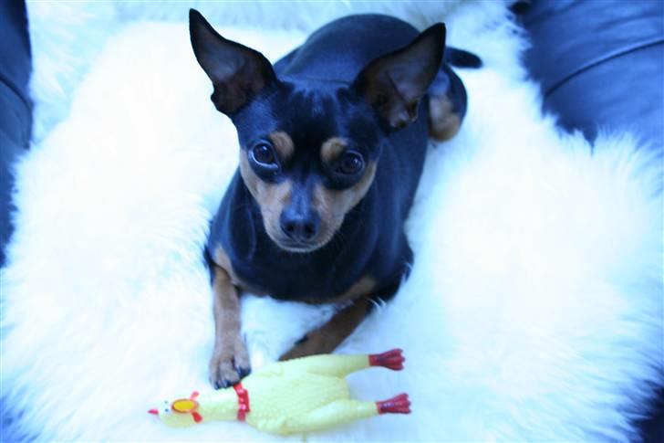 Dvaergpinscher Måns billede 14