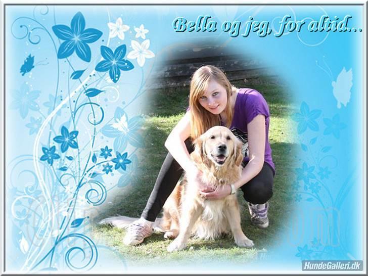 Golden retriever Bella billede 2
