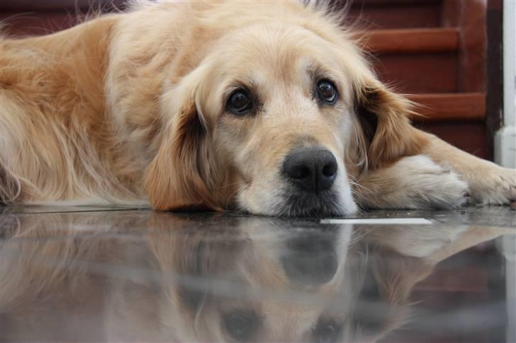 Golden retriever Bella billede 5