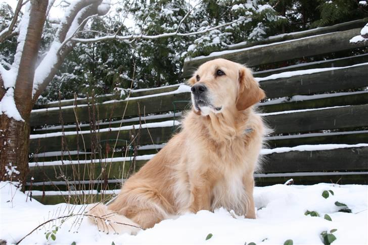 Golden retriever Bella billede 7