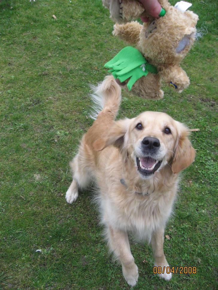 Golden retriever Bella billede 8