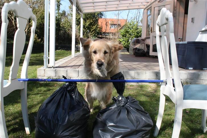 Golden retriever Bella billede 9