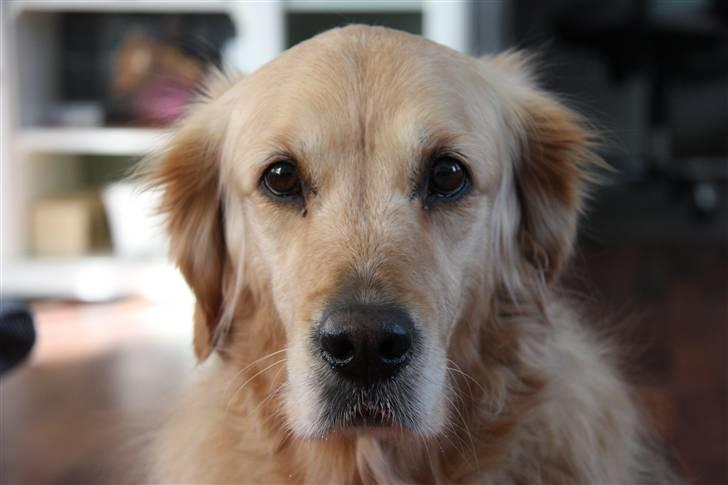 Golden retriever Bella billede 10