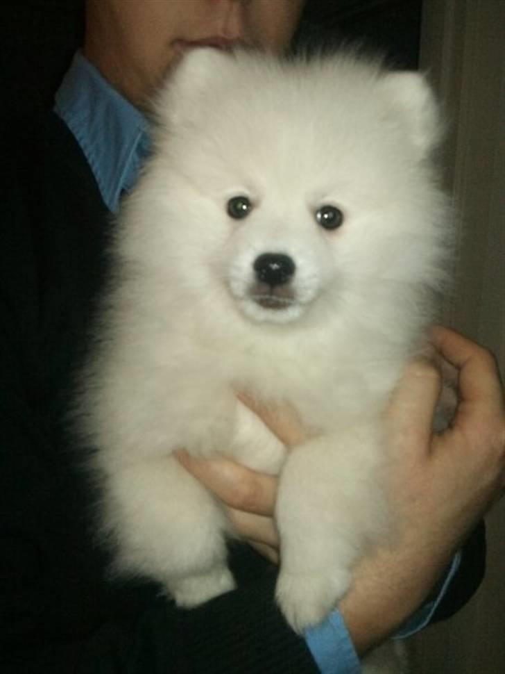 Japansk spids Mali billede 1