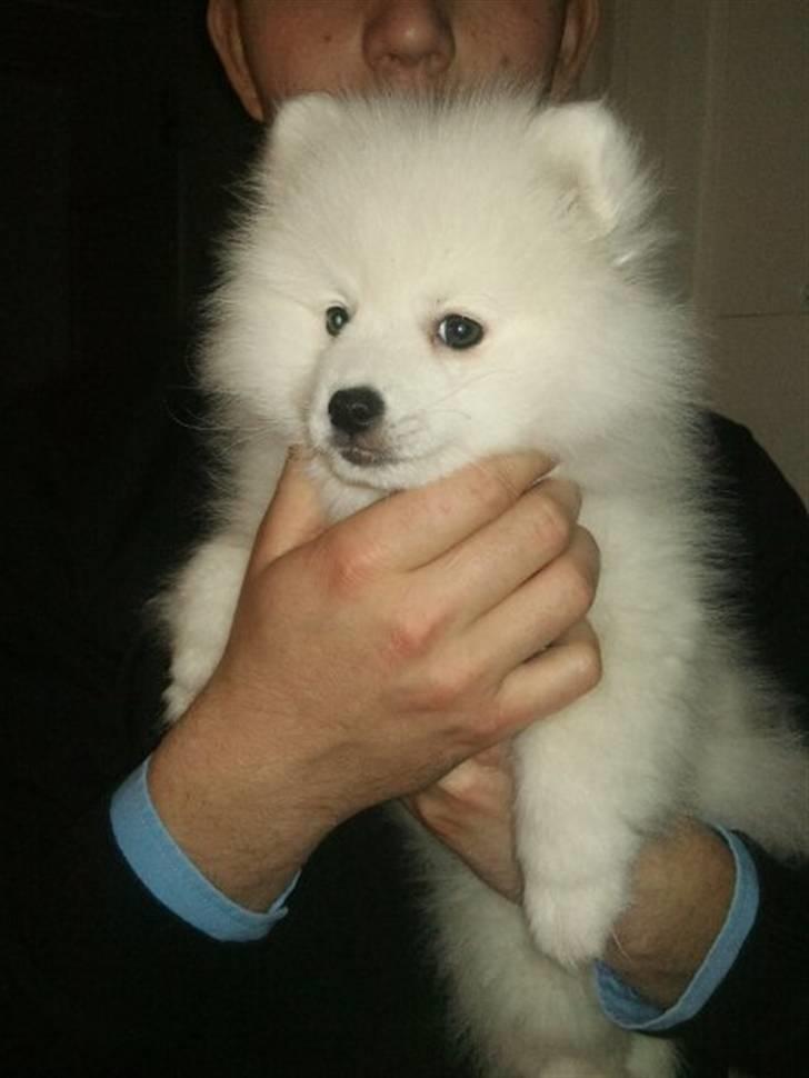 Japansk spids Mali billede 2