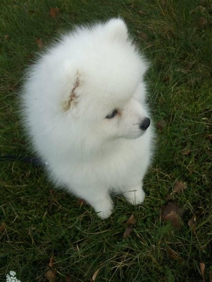 Japansk spids Mali billede 3