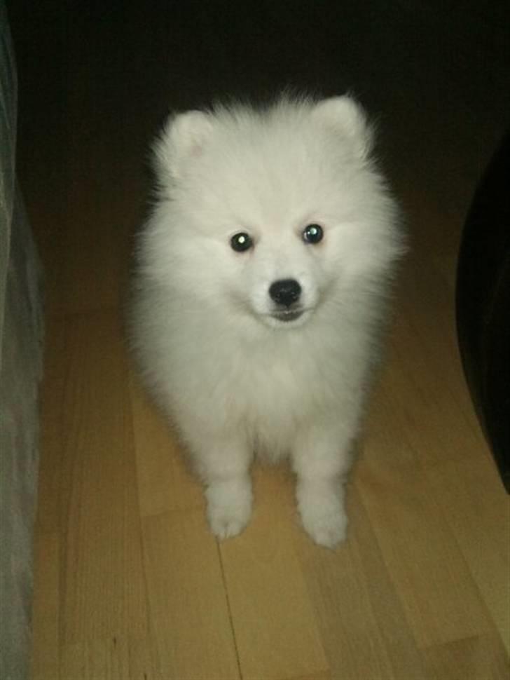 Japansk spids Mali billede 4