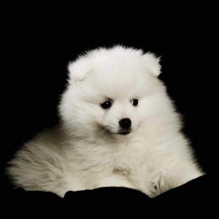 Japansk spids Mali billede 5