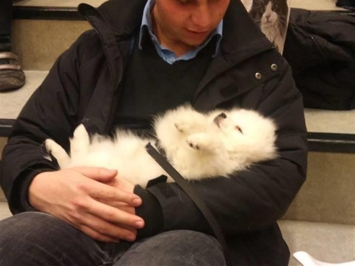 Japansk spids Mali billede 6