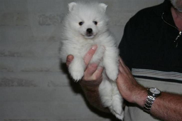 Japansk spids Mali billede 7