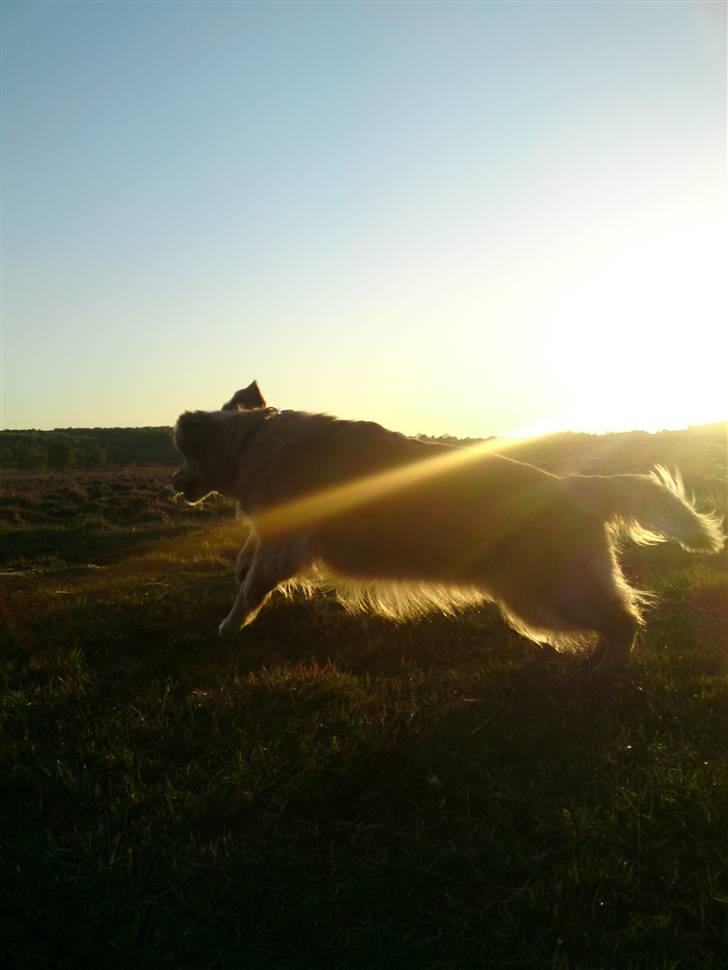 Golden retriever Bella billede 12