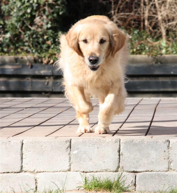 Golden retriever Bella billede 16