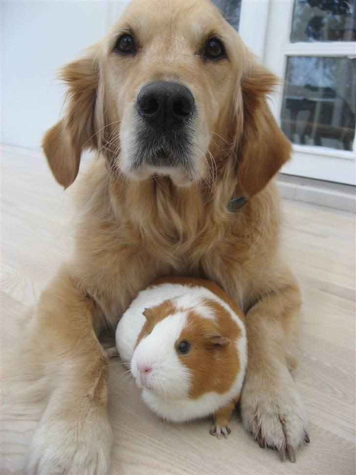Golden retriever Bella billede 17