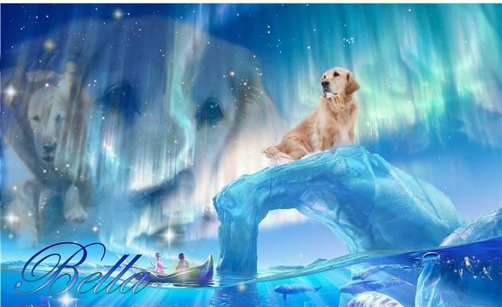 Golden retriever Bella - billed jeg selv har lavet :) billede 18