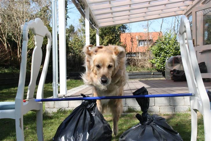 Golden retriever Bella billede 19