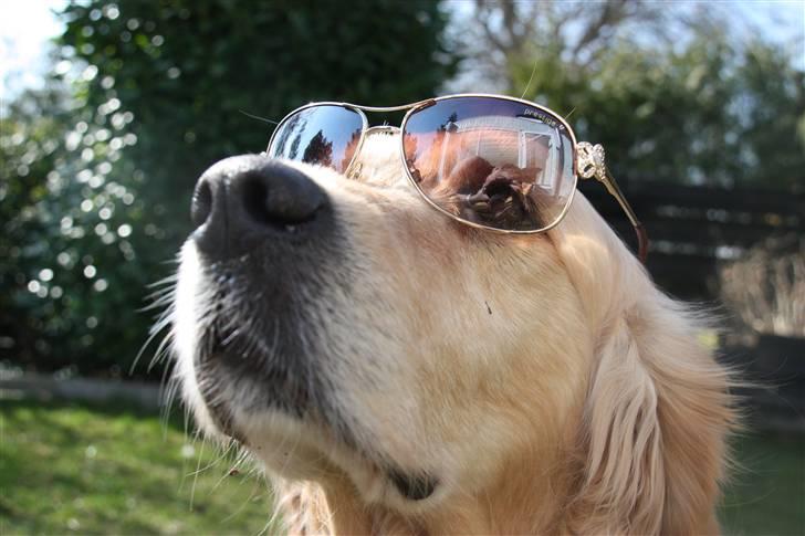 Golden retriever Bella billede 20