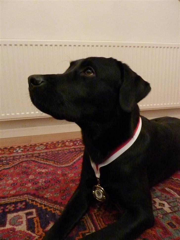 Labrador retriever Micki (Codys Der Mann) - Micki med sin fine guldmedalje :) billede 13