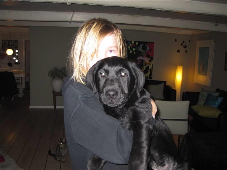Labrador retriever Joe billede 3