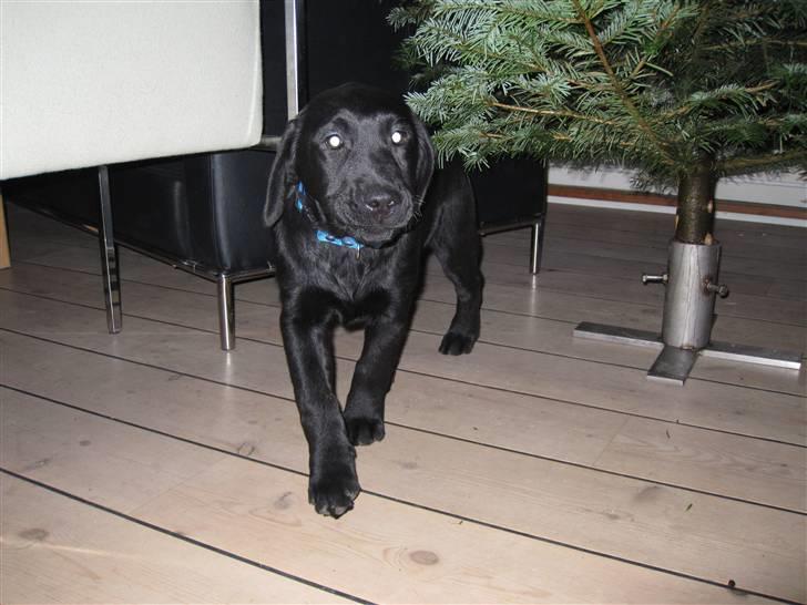 Labrador retriever Joe billede 5
