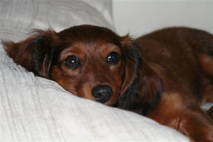 Miniature gravhund Nikki billede 16