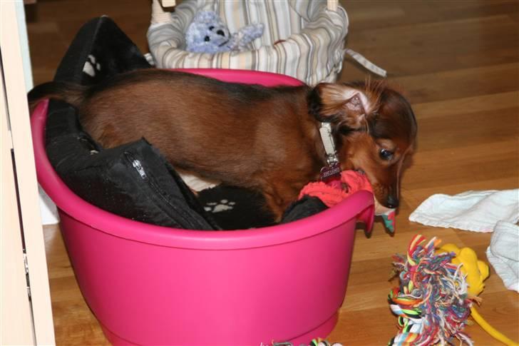 Miniature gravhund Nikki - Hold da op, hvor har jeg meget legetøj billede 17