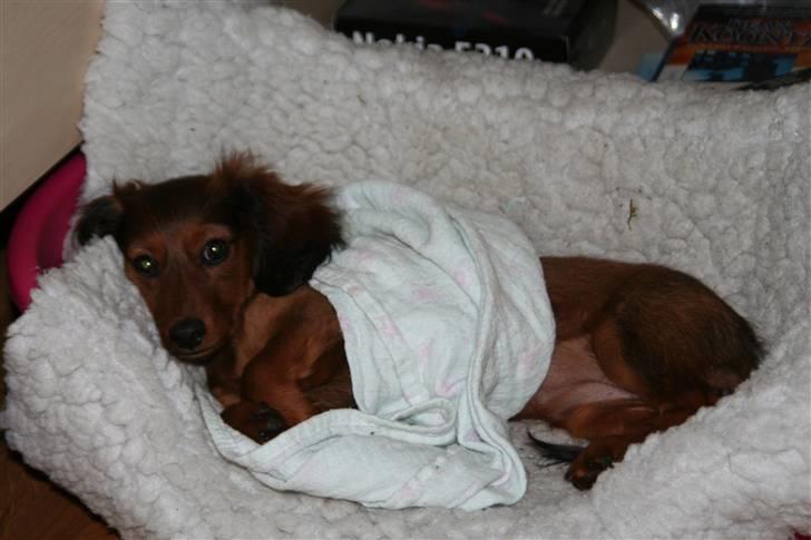 Miniature gravhund Nikki - Det er rart med en lur med min "sutteklud" billede 18