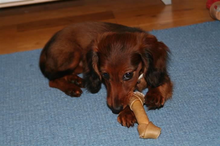 Miniature gravhund Nikki billede 19