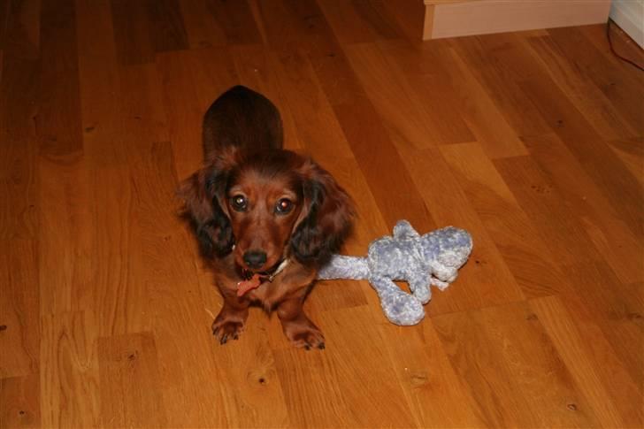 Miniature gravhund Nikki billede 20