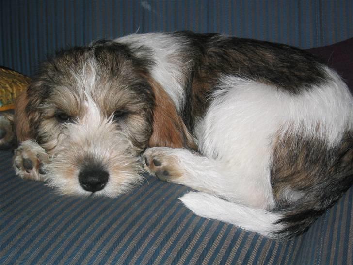 Petit basset griffon wendéen Wilma - Så ligger man lige her og slapper af! billede 11