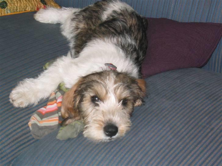 Petit basset griffon wendéen Wilma - Man er vel lidt træt efter leg, med de" farlige" sokker. billede 12