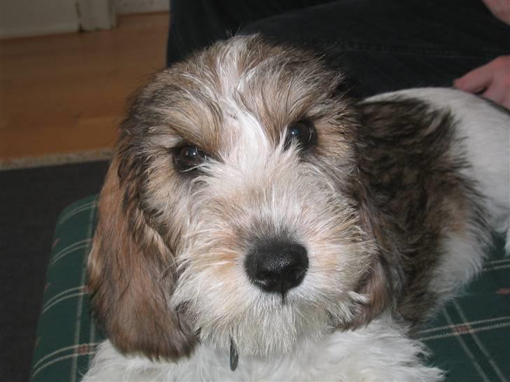 Petit basset griffon wendéen Wilma - Hej med jer? billede 13