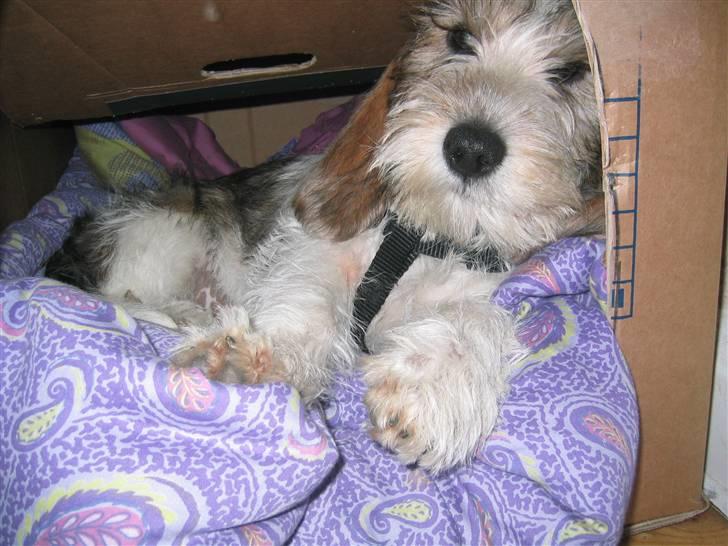 Petit basset griffon wendéen Wilma - Nu er jeg gået i kassen, tager lige en lur. billede 14