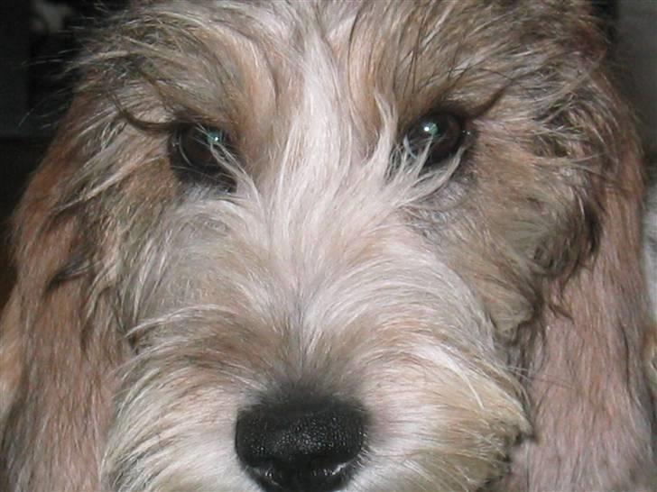 Petit basset griffon wendéen Wilma - SØDE WILMA billede 1