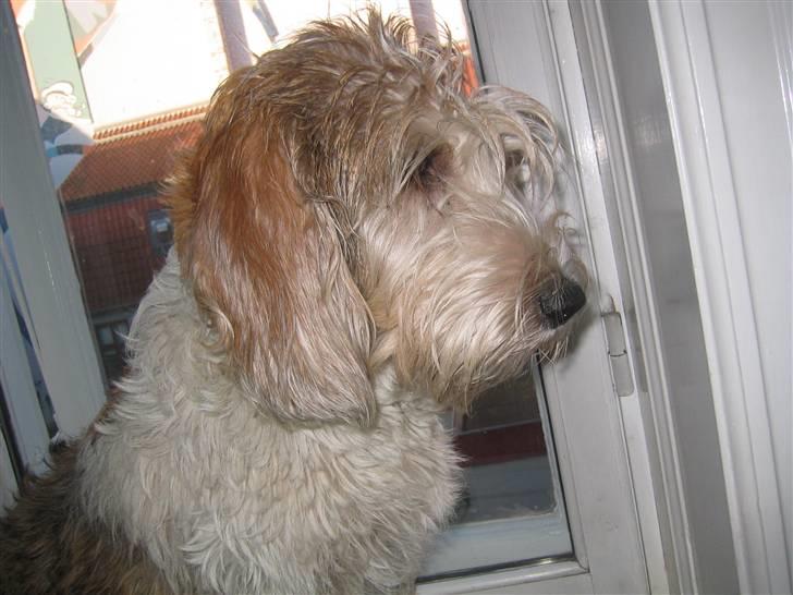 Petit basset griffon wendéen Wilma - Er i sikre på jeg er en hund og ikke en kat. billede 15