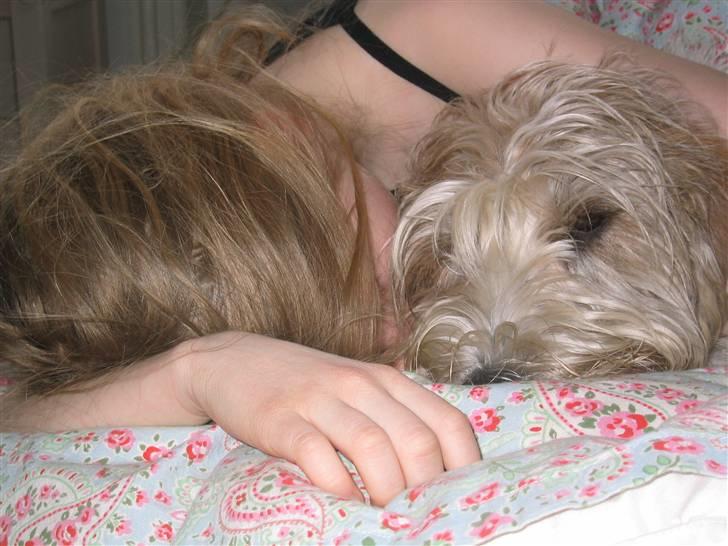 Petit basset griffon wendéen Wilma - Nu tager Sofie og jeg lige en lur, så luk bare døren efter dig. billede 16