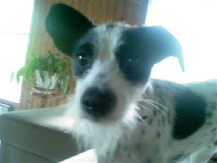 Blanding af racer Bob *min mors* billede 15