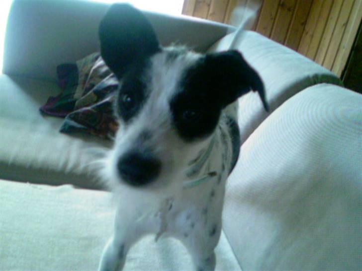 Blanding af racer Bob *min mors* billede 16