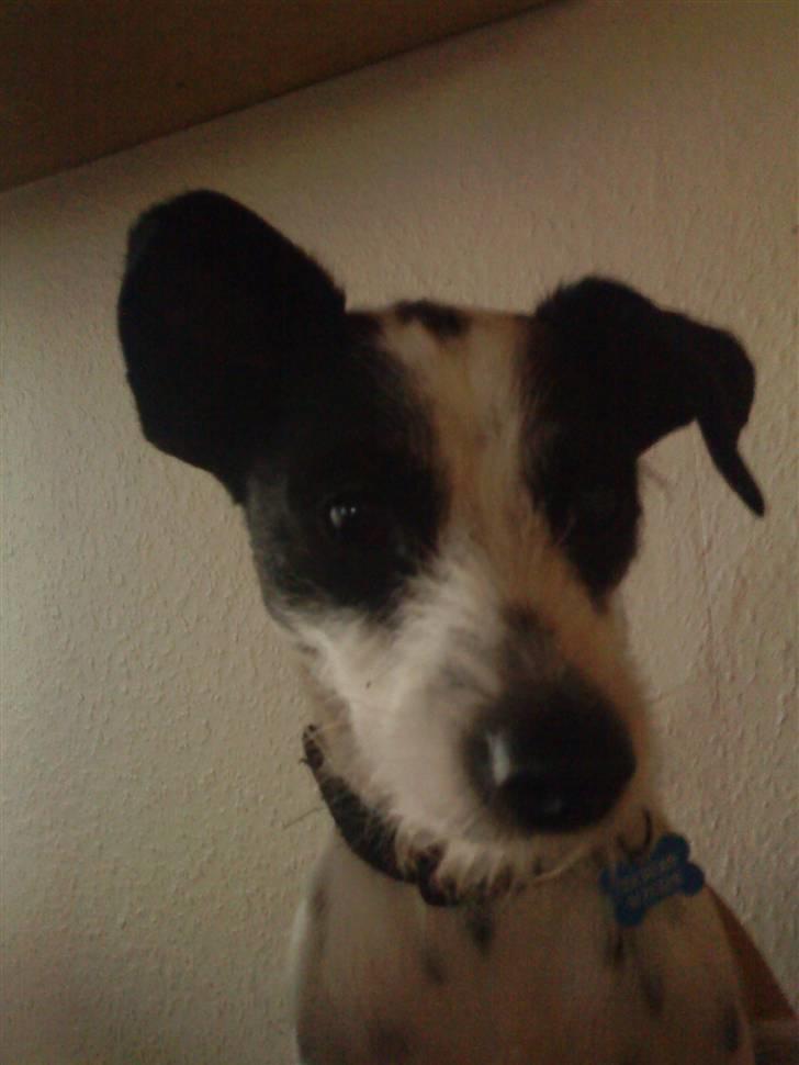 Blanding af racer Bob *min mors* billede 17