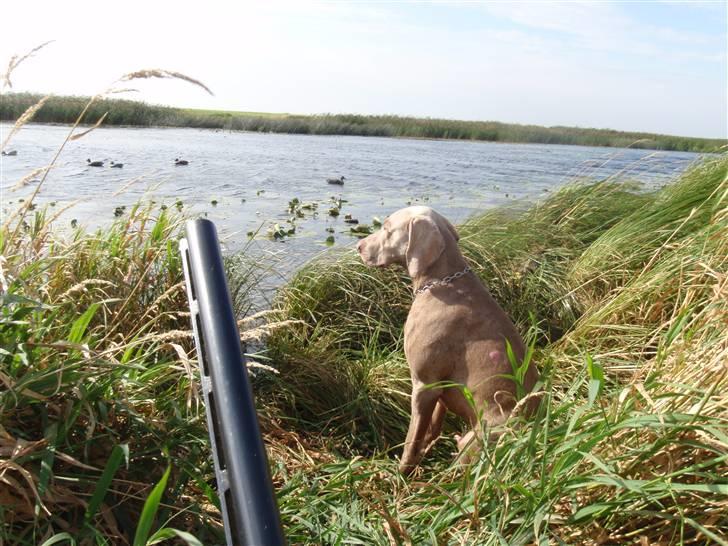 Weimaraner Hot shoot´s hero - klar til at hente fars ænder.. billede 3