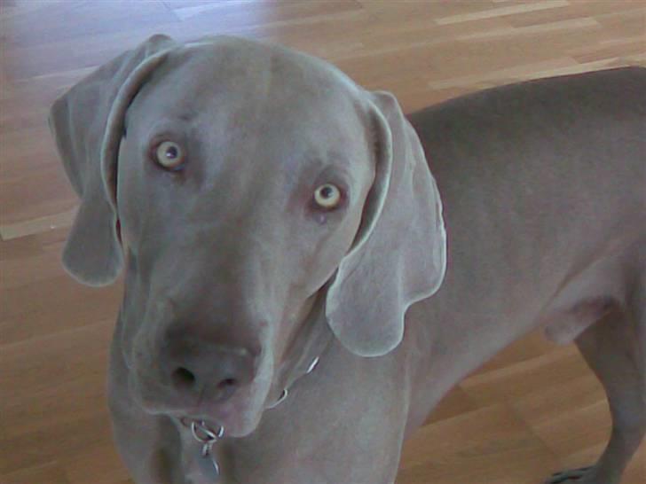 Weimaraner Hot shoot´s hero - må jeg ikke smage?? billede 5