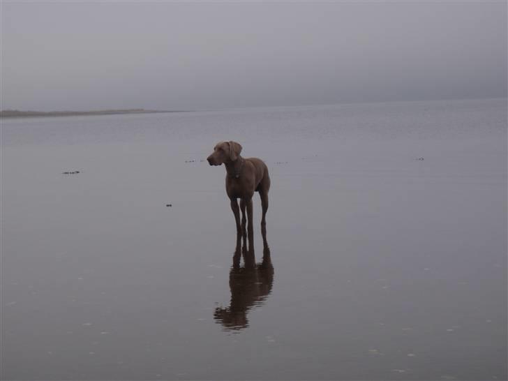 Weimaraner Hot shoot´s hero - jeg ved ikk hvem min far er  , men se jeg kan gå på vandet... billede 6