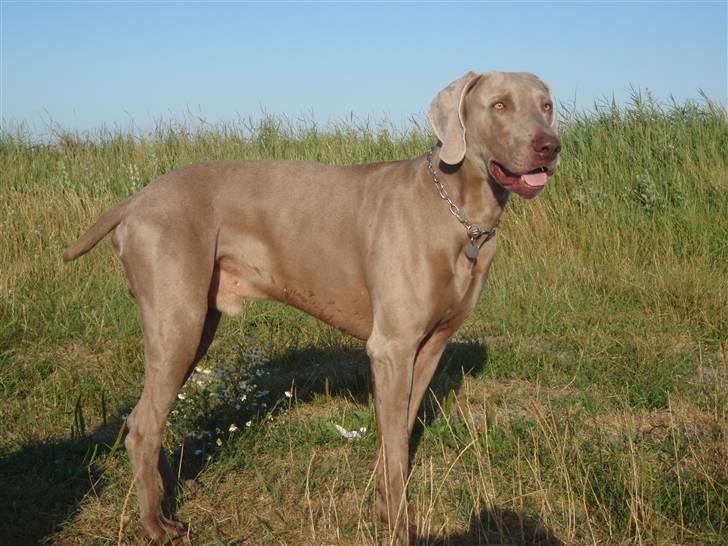 Weimaraner Hot shoot´s hero - jeg er klar mor ,, kast nu den bold billede 8